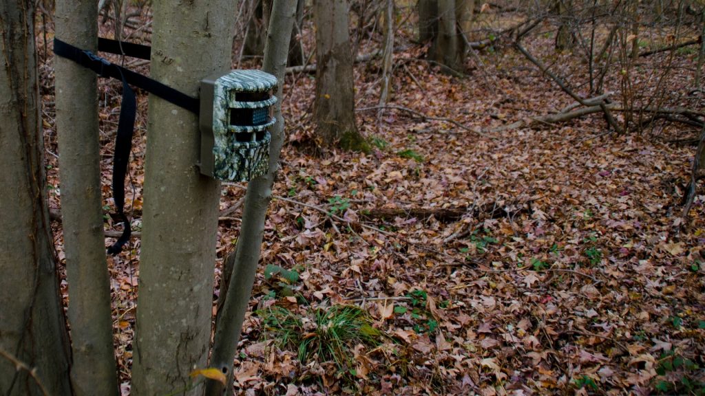How To Hide Trail Camera From Humans